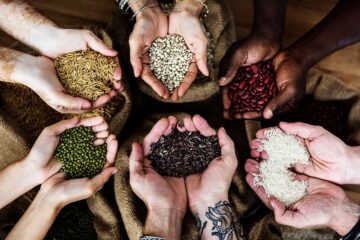 Acute Urea Shortage, Black Marketing Upset Farmers During Rabi Season